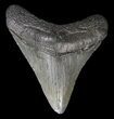 Juvenile Megalodon Tooth #63947-1